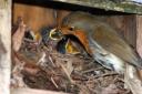 A robin feeding its young in a nest box.