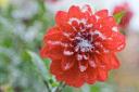 Help dahlias survive the winter weather
