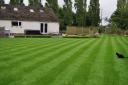 Luscious green lawns could be a thing of the past.