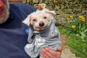 Bichon Frise Benji in his new fleece blanket