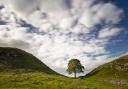 Sycamore Gap, near Hadrian’s Wall, is one of the North East’s most photographed spots 		           Pictures: NORTHUMBERLAND NATIONAL PARK