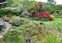 Hexham Hidden Gardens event to take place this weekend. Pictured is John Richards' garden at High Trees, South Park.