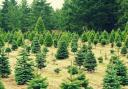 Where is the best place to get a Christmas tree in Hexham and district areas??