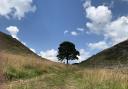 Fitting legacy for Sycamore Gap tree ensured for people and nature