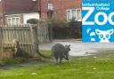 Escaped Wallaby finds new home at Northumberland College Zoo