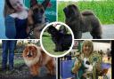 Some of the dogs from Tynedale competing at this year's Crufts. Clockwise from top left: Stephanie Bell with her dog Nala, Chow Chow Tumbleweed, Christine Fairbairn with her dog Cally, Newfoundland Dom, and Chow Chow Story
