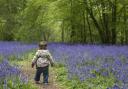 Bluebell Woods is located near Morpeth