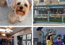 Dog-friendly pubs near Hexham