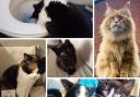 Readers share photos for International Cat Day