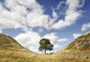 Sycamore Gap was tragically felled in late September