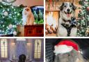Our readers' pictures of their festive furry friends