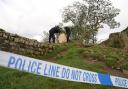 Forensic investigators from Northumbria Police examine the felled Sycamore Gap tree, on Hadrian’s Wall in Northumberland