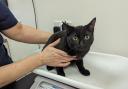 New microchipping law for UK cat owners to be issued