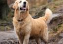 Obi from Hexham named  Britain's muckiest pup
