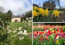 Five National Trust gardens to visit this spring