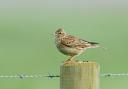 A skylark is one of many birds that can be disturbed by dogs