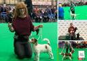 Crufts winners from Tynedale