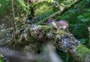 A stoat photographed at Hareshaw Linn in Bellingham, a popular family day out