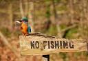 Derek Sim's stunning shot of a kingfisher with a fish in its beak