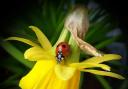 A close up of a ladybird on a daffodil