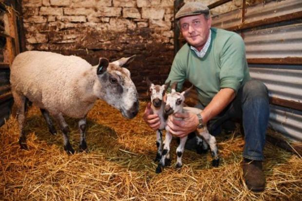CONCERNED: Willie Weatherson hopes public walkers will avoid fields with sheep during lambing season