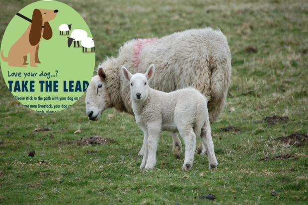 WARNING: Northumberland National Park Authority reintroducing new campaign to protect sheep and lambs and other wildlife
