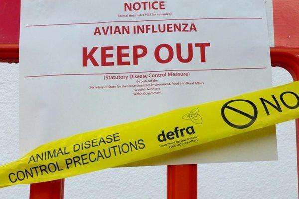 Hexham Courant: The UK has faced its largest-ever outbreak of Avian Flu. Picture: Northumberland County Council
