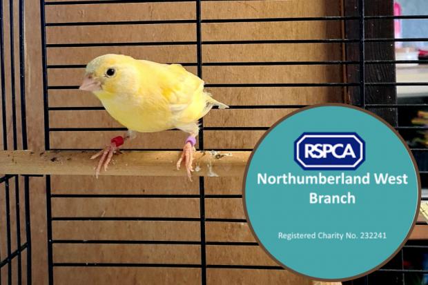 Shock for RSPCA workers when canary is abandoned outside charity shop