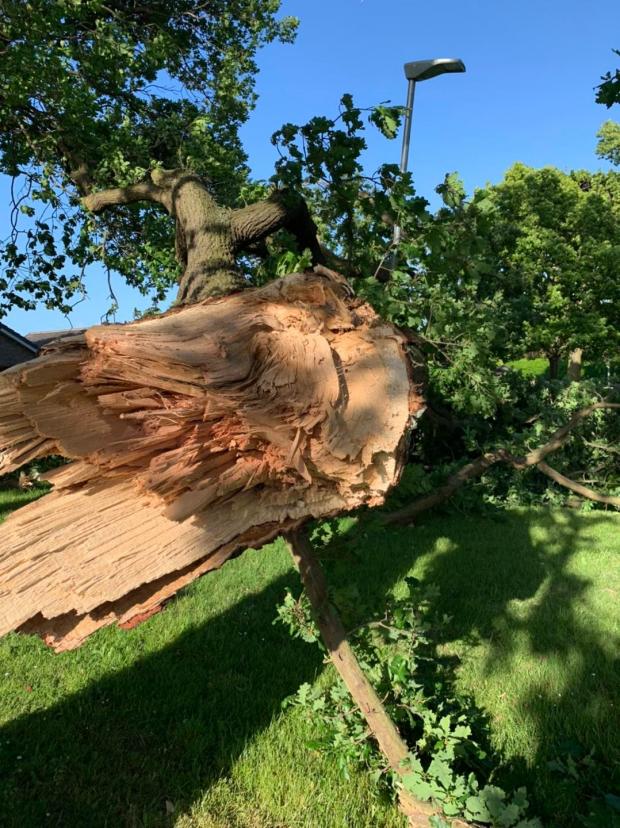 Hexham Courant: FALLEN: The tree blocking the footpath. Image: Prudhoe Councillor Gordon Stewart