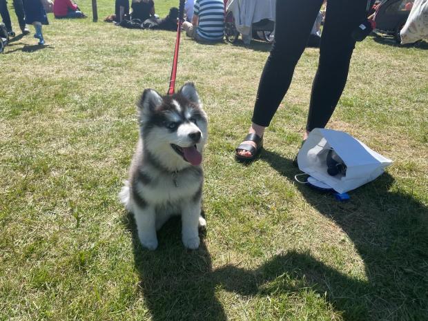Hexham Courant: Hexham dog Ned, a miniature pomsky, was awarded the Best Puppy at the Fun Dog Show.