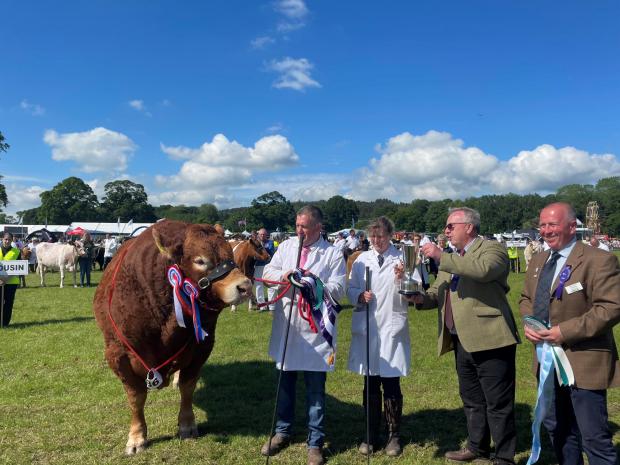 Hexham Courant: Limousin Cow Upperfrydd-Power, owned by Thor Atkinson, was awarded Champion of Champions.