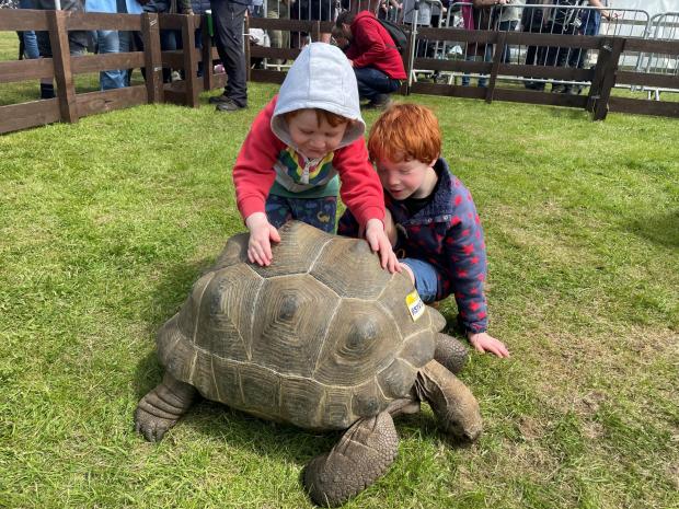 Hexham Courant: The giant tortoises proved very popular.