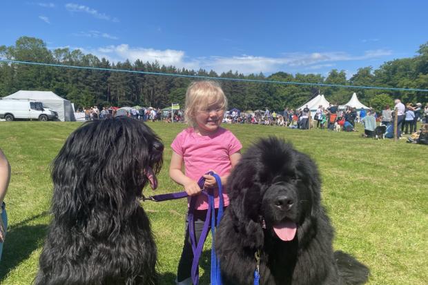 SMILES: Four-year-old Hannah, of Washington, with dogs Hugo and Hunter, who won Best Newfoundland Puppy in the Fun Dog Show