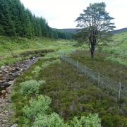 'It will help to restore natural processes' - More trees planted in beauty spot