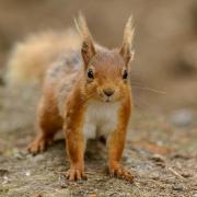 CUTE: A red squirrel. Photo: JOHN BRIDGES