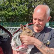 CUTE: Anthony and a fawn he rescued