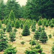Where is the best place to get a Christmas tree in Hexham and district areas??