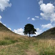Sycamore Gap, Northumberland, which was felled last year