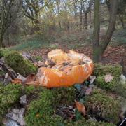 Pumpkins left to rot in woodland