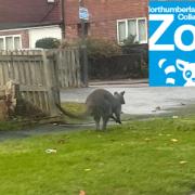 Escaped Wallaby finds new home at Northumberland College Zoo