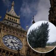 'O'Kielder tree, O'Kielder tree' 40 year-old, 43ft tree to be showcased in London