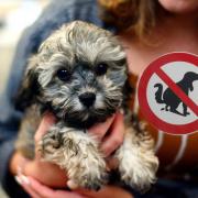 The worst places for dog fouling in the UK have been revealed