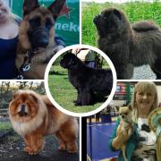 Some of the dogs from Tynedale competing at this year's Crufts. Clockwise from top left: Stephanie Bell with her dog Nala, Chow Chow Tumbleweed, Christine Fairbairn with her dog Cally, Newfoundland Dom, and Chow Chow Story