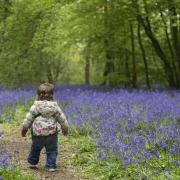 Bluebell Woods is located near Morpeth