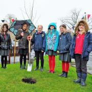 Allendale Primary School pupils plant a coronation tree