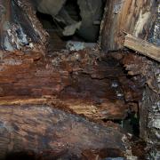 An example of wet rot