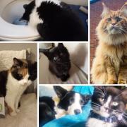 Readers share photos for International Cat Day
