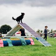 The North East Dog Festival 2023 hailed a success