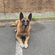 Seth, a retired police dog, is looking for his forever home