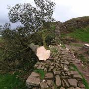 Sycamore Gap tree has been 'felled'.